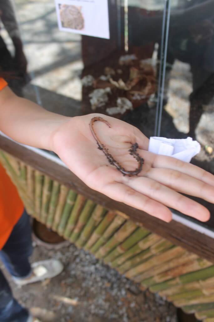 Earthworm at Sun Tree Art & Culture Organic Market in Nakhon Phanom, Thailand by Two Can Travel