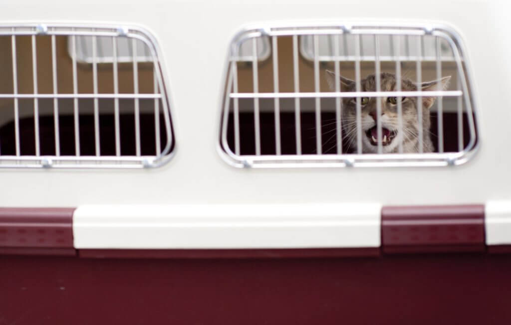 Airline pet carriers are important for pet movers and animal transport
