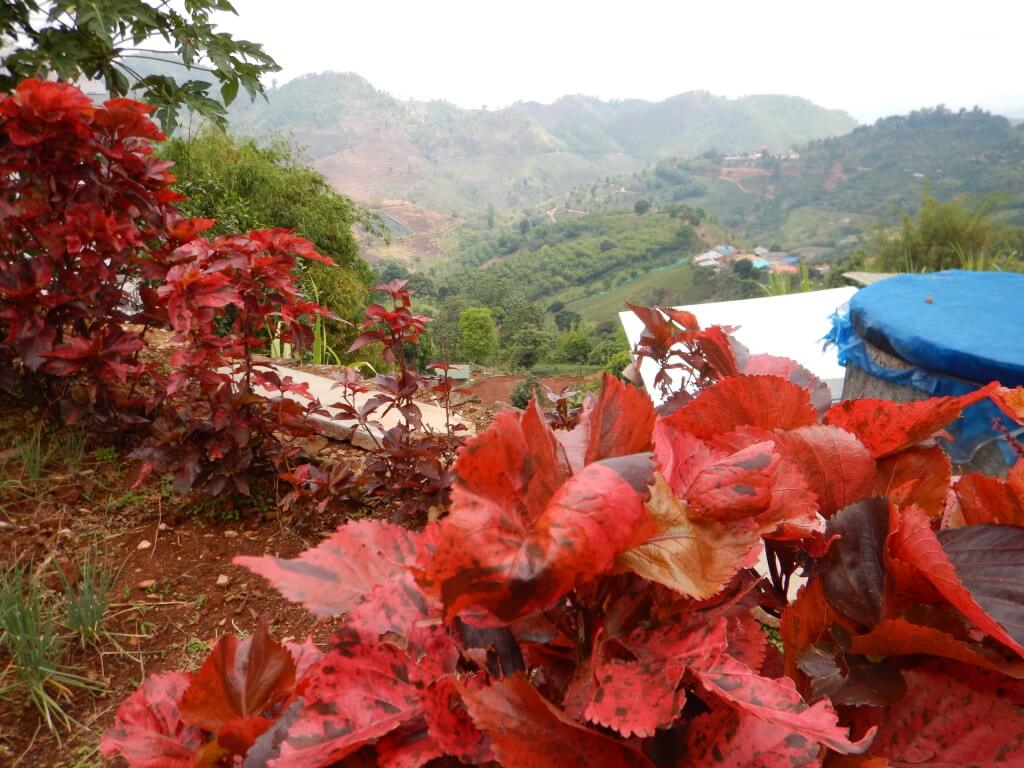 Mae Salong in Northern Thailand Red leaves in the foreground, tea plantations along mountains in the background. 
