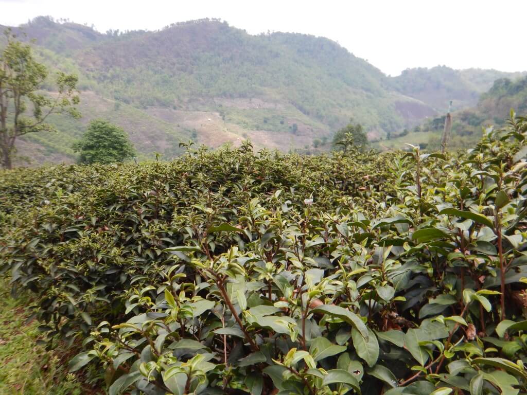 Mae Salong in Northern Thailand tea plants in the foreground and mountains covered in tea plants in the background. 