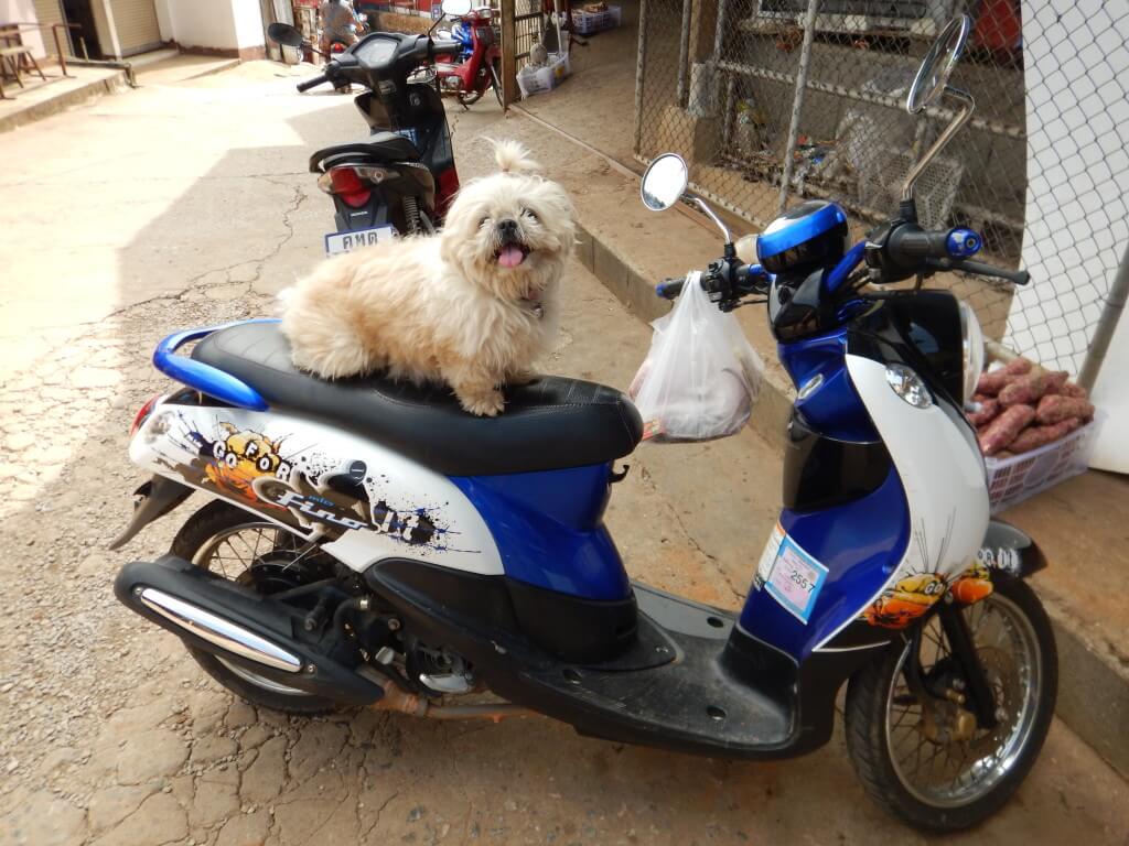 Mae Salong in Northern Thailand a small white dog with a ponny tail sticking straight up on it's head is sitting on top of a blue motorbike. It is looking at the camera with it's tongue sticking out. 