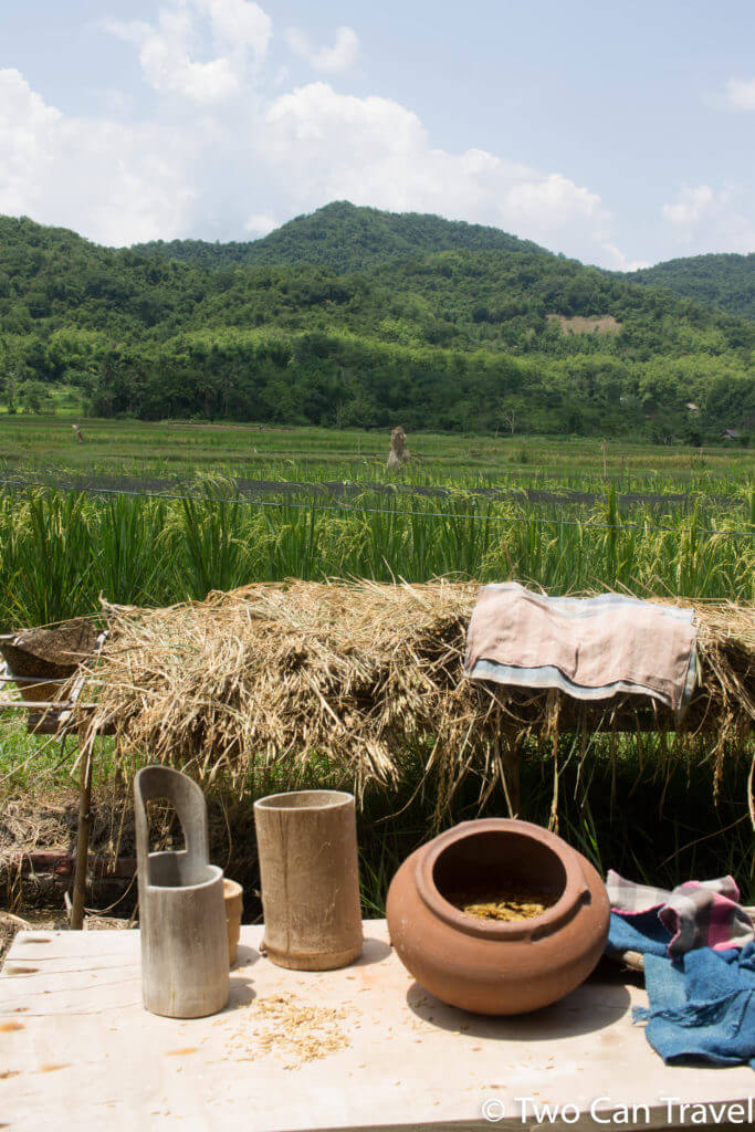 Learning about rice production, one of the most educational things to do in Luang Prabang, Laos