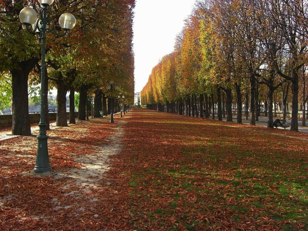 Watching the leaves change is one of the best perks of autumn in Paris