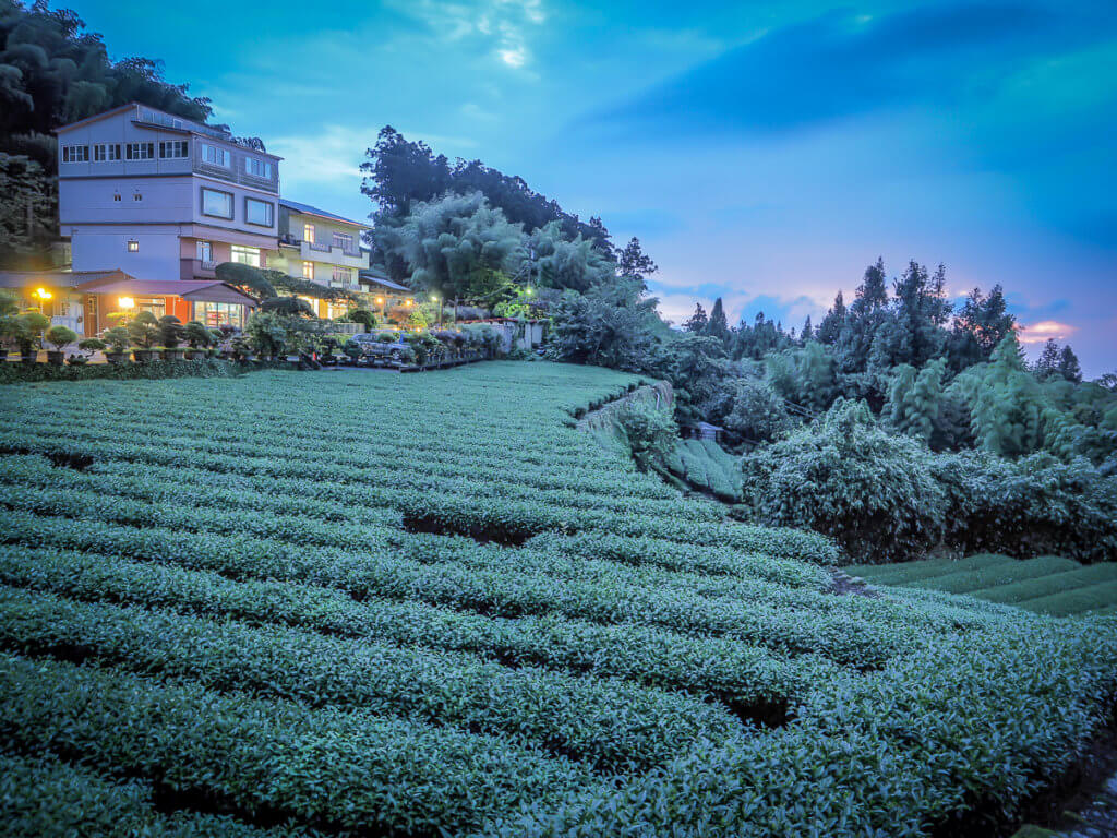 where to travel in Taiwan, Alishan, tea plantations in Taiwan