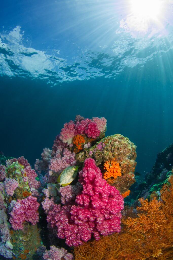 The Great Barrier Reef is one of the most important and beautiful Australian landmarks. 
