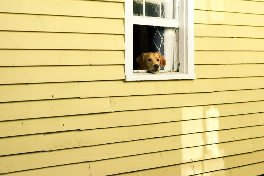 A dog looking out a window in a house, sitting