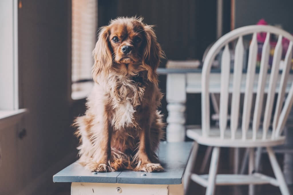 A dog sitting in a house ready to teach you about house sitting