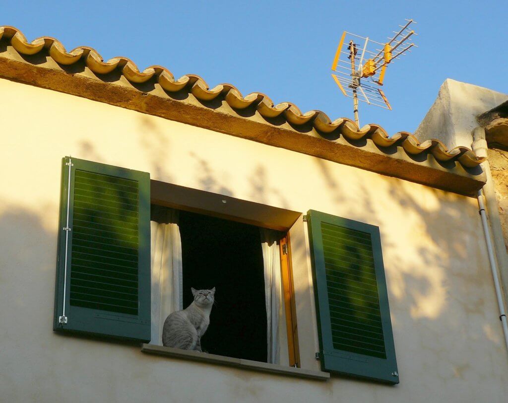 A cat on a high windowsill in a house, sitting