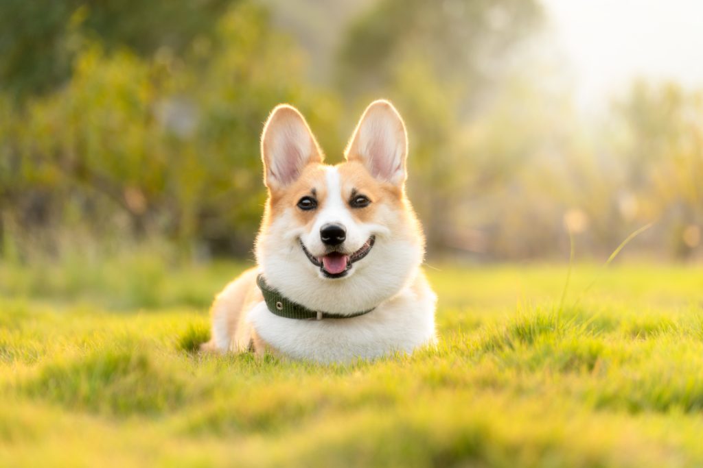 A cute corgi dog in a beautiful green field smiles at the camera