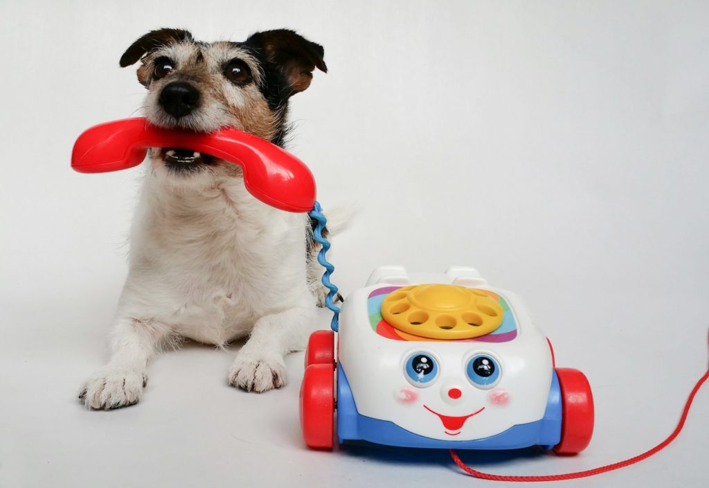 A dog holding a toy phone in its mouth, ready to answer all the questions to ask before house sitting