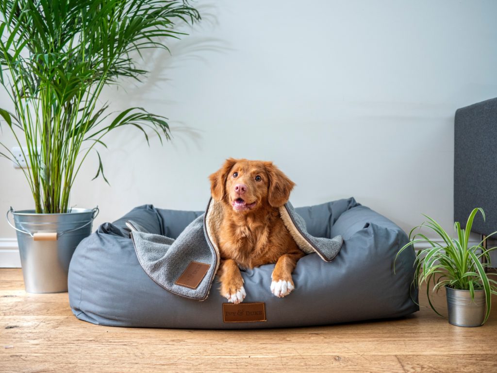 An orange dog on a blue dogbed smiling at the camera, ready to teach you about the best house sitting websites