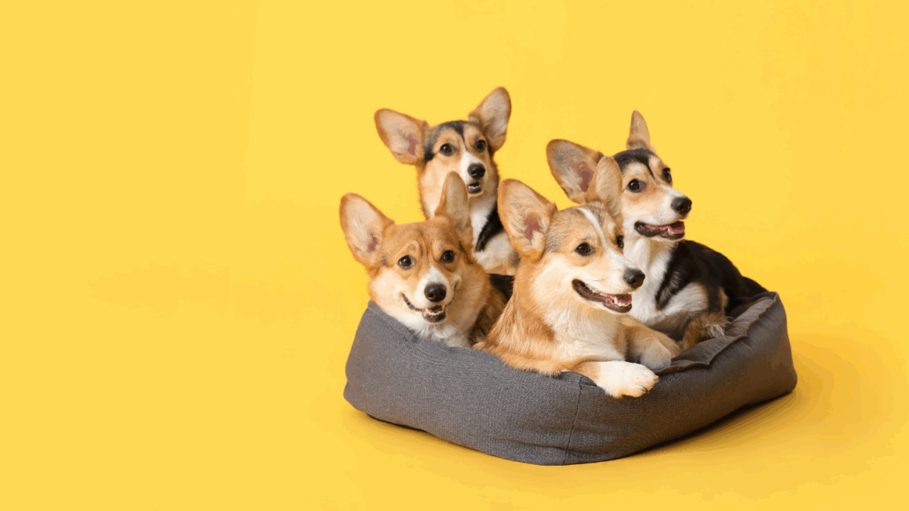Four dogs sitting in a dog bed ready to tell you about pet sitting