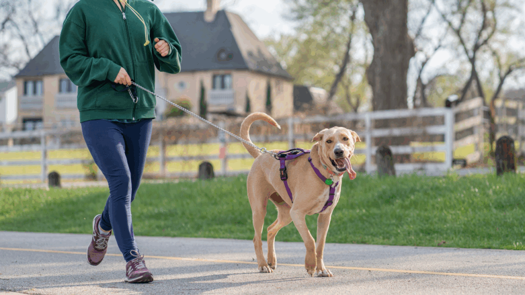 House sitter walking dog as part of pet sitting duties